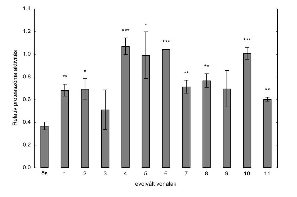 20. ábra. A proteaszóma aktivitás változása az evolúció alatt.