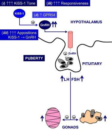 A GPR-54 -kisspeptin rendszer és a GnRH