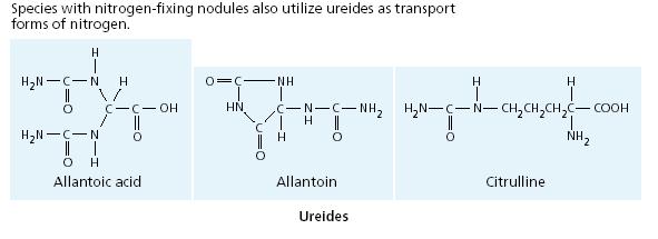 Aminosavak Glutaminsav és amidje a glutamin, aszparaginsav és