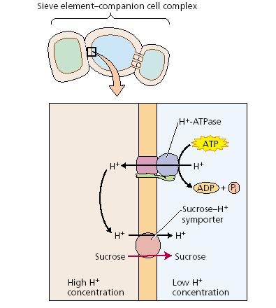 ) aktív transzport - ATP-áz a kísérısejtek és a rostacsı elemek plazmalemmáján - proton-szacharóz