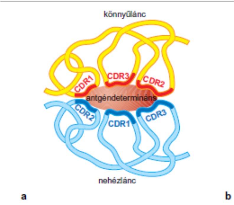 molekulaszakaszai; ezekben a régiókban (CDR1,