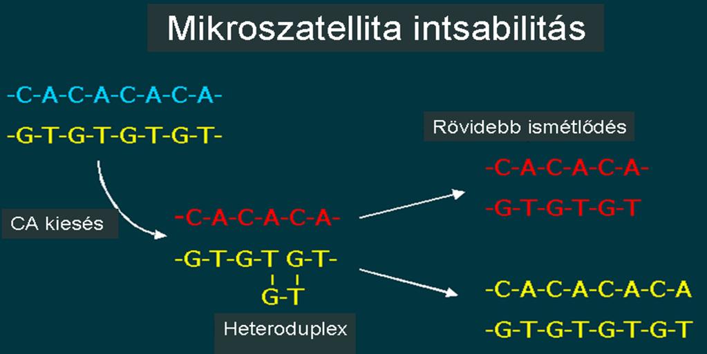 Semmelweis Egyetem I. sz. Patológiai és Kísérleti Rákkutató Intézet, Budapest Mikroszatelliták Egyszerű repetitív DNS szekvenciák, 1-6 bázispár (pl.
