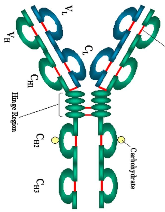 Immunglobulinok IgG (7S) NH3 + V L Fab V H Antigének felépítése C