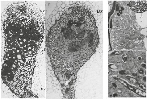 Genetika működésben jelent meg a Nature egyik kiadványában 1973-ban, melyben mutáns baktériumok előállításával, szelekciójával és vizsgálatával igazolták, hogy a Rhizobium baktérium nitrát-reduktáz