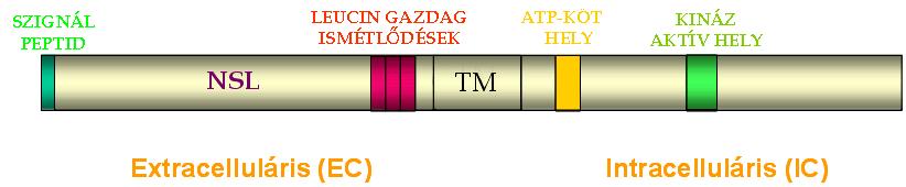 szimbiotikus lucernamutánsok (tetraploid növények) voltak alkalmasak.