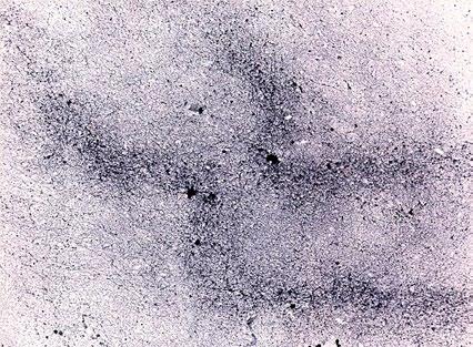 A baktériumsejtek protoplasztálása, fúziója, regenerálása baktériummá, növényi protoplasztok-sejtek regenerálása teljes növényekké, szomatikus faj- és nemzetséghibridek előállítása, növényi