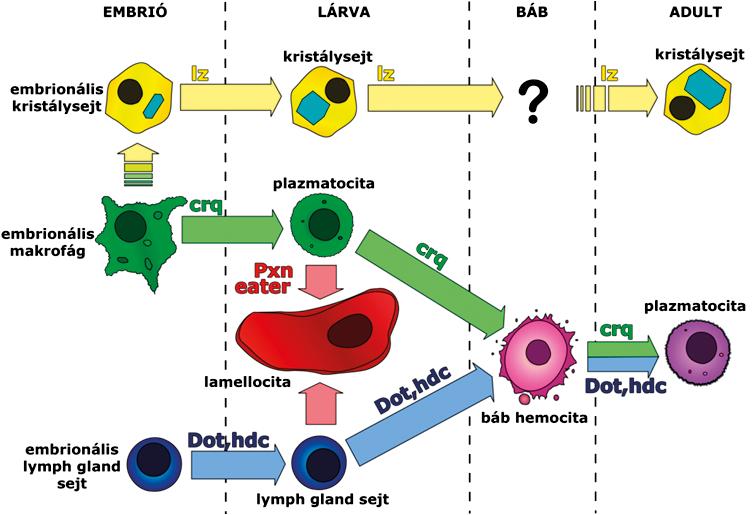 A hemese-konstrukcióval végzett in vivo kísérletek végzése közben megfigyeltük, hogy immunindukciót követően addig nem jellemzett sejtcsoportok leváltak a testüreg faláról.