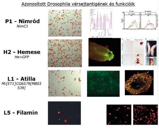Genetika 136 Az azonosított gének, az Atilla és Nimród funkcionális vizsgálata is érdekes eredményeket hozott.