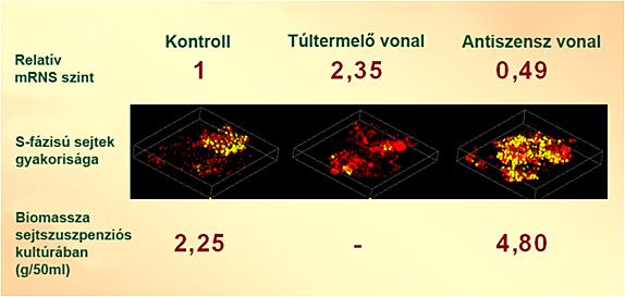 Mindez arra utal, hogy a növényi CDKmolekulák működésével szemben specifikus foszfatáz molekulák játszanak szerepet a növényi sejtosztódási ciklus szabályozásában.