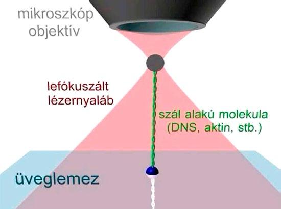 Biofizika 16 lyeknél ez a fajta mozgás releváns, például az ATPáz motorok által kifejtett forgatónyomaték, vagy DNSmolekulák torziója. DNS-molekulák torziója 6. ábra.