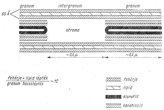 Fotofizikai reakciók A fény abszorpciója, és a gerjesztési energia vándorlása ~10-15 -10-9 s komplexek A fotoszintézis blokkdiagramja Fotokémiai reakciók Töltésszétválasztás, redox reakciók, NADPH,