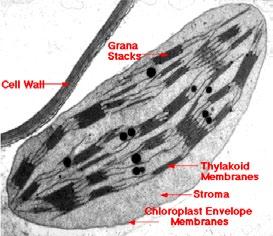 biofizikai módszereinek egyik standard módszere (pontosabban, módszeregyüttese), amelyet a mesterséges fotoszintézis-kutatások során is alkalmaznak és alkalmazunk.