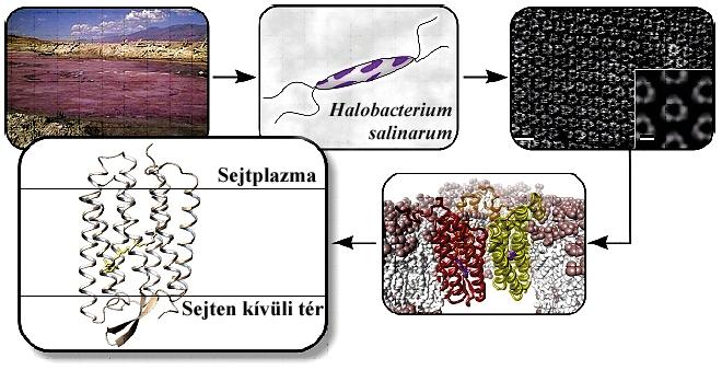 Bakteriorodopszin-kutatás az SZBK Biofizikai Intézetében Biofizika A bakteriorodopszin-kutatás története az SZBK-ban csaknem egyidős a Biofizikai Intézetével, amelynek évtizedeken keresztül