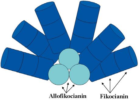 Növénybiológia A Synechocystis fikobiliszómájának sematikus szerkezete Későbbiekben a Biofizikai Intézetben dolgozó Szalontai Balázzsal együttműködésben kidolgoztunk egy, a Raman rezonancia