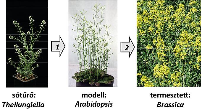 és túltermeltetését. Több tízezer transzgenikus Arabidopsis csíranövényt hoztak létre és vizsgáltak többféle szempont szerint.