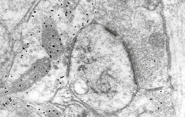 Biofizika mikroglia-választ és valószínűsítették, hogy a hatást a β típusú ösztrogén receptor modulálja.
