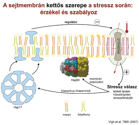 Biokémia 68 lipidjei képesek speciális szenzorokként, érzékelőként működni.