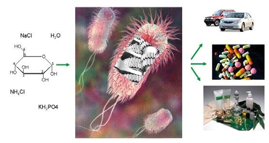 Biokémia Szintetikus biológia: a kólibaktérium (Escherichia coli) áramvonalasítása A kólibaktérium viszonylagos egyszerűsége, könnyű kezelhetősége miatt évtizedek óta a biológusok egyik kedvenc