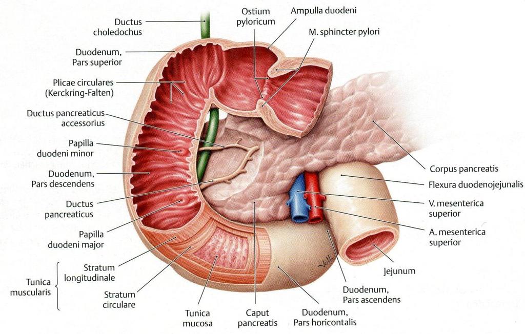 Hasi szervek topográfiája, főbb anatómiai-peritoneum viszonyai. Dr.  Szabados Andrea SZTE ÁOK Anatómiai, Szövet- és Fejlődéstani Intézet PDF  Ingyenes letöltés