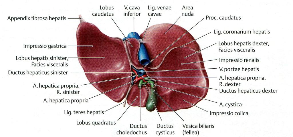 Facies visceralis hepatis szomszédos szervek Lig. venosum Processus papillaris Processus papillaris nagyrészt intraperitonealis szerv kettőzetek, szalagok: lig. falciforme hepatis ligg. coronaria lig.