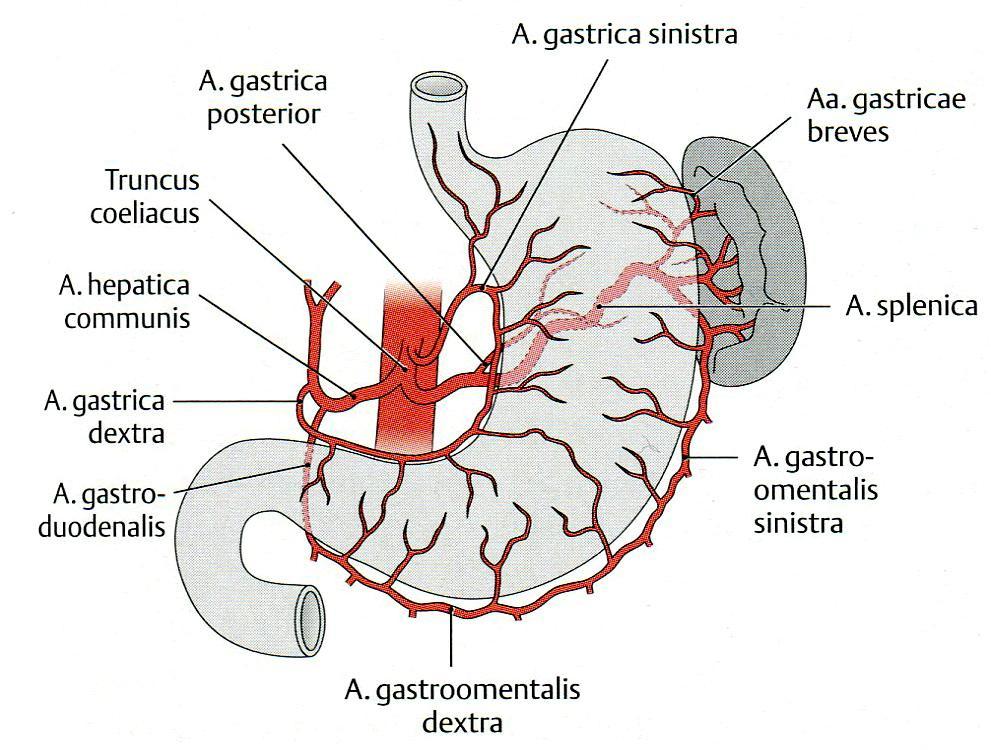 A gyomor artériás vérellátása Gyomor vérellátásában résztvevő artéria neve Mely artéria ága? 1. a. gastrica sinistra truncus coeliacus 2. a. gastrica dextra a.