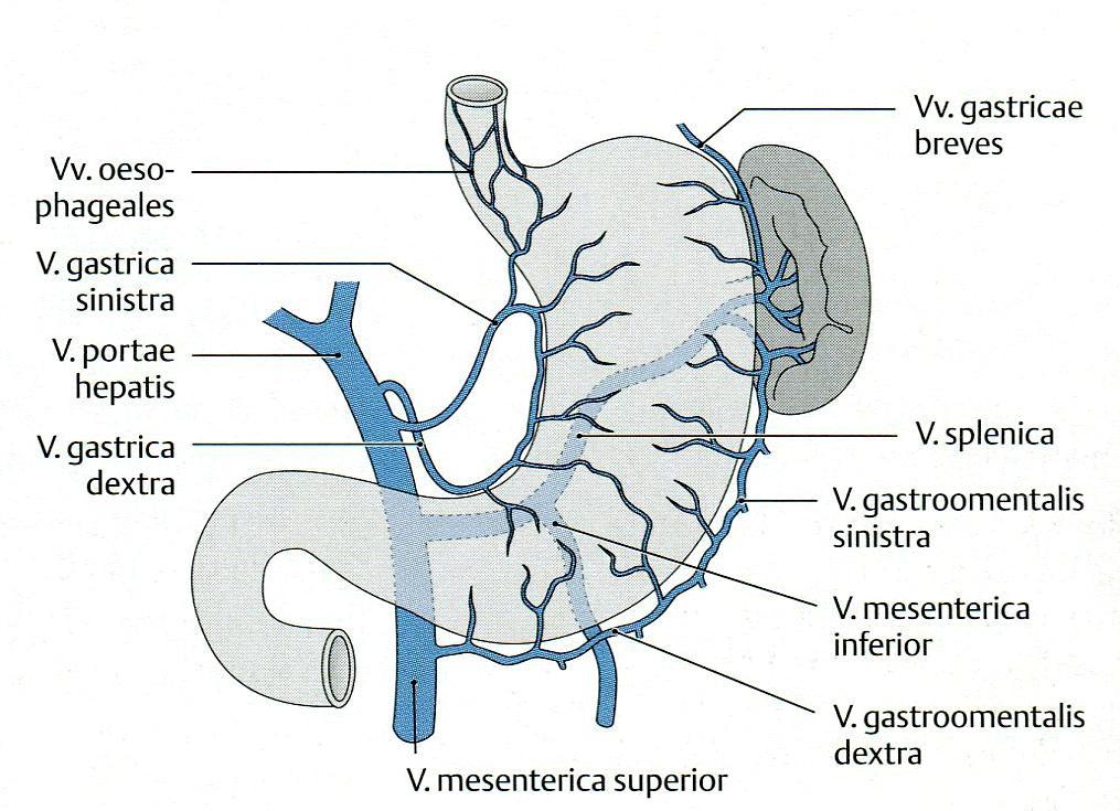 A gyomor vénás elvezetése Gyomor vérellátásában résztvevő véna neve Hova ömlik? 1. v. gastrica sinistra v. portae hepatis 2. v. gastrica dextra v.