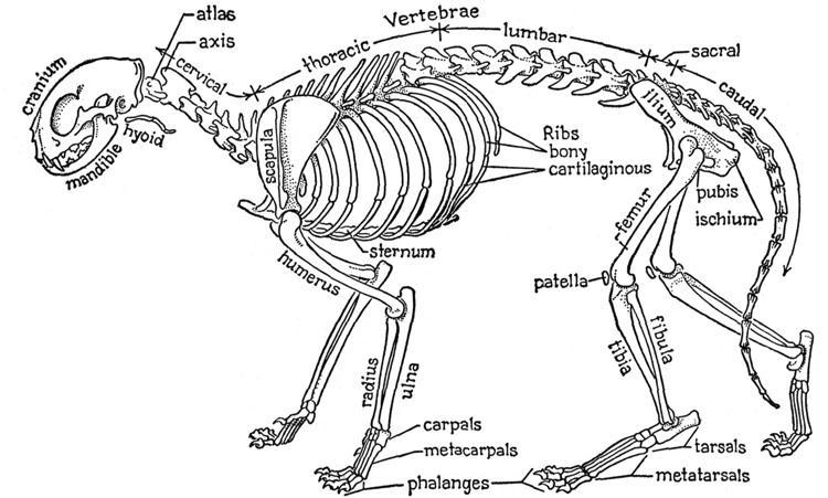 Vázrendszer Az emlősök testét belső, csontos váz szilárdítja. igen sok csontos, és aránylag kevés porcos elemet tartalmaz.
