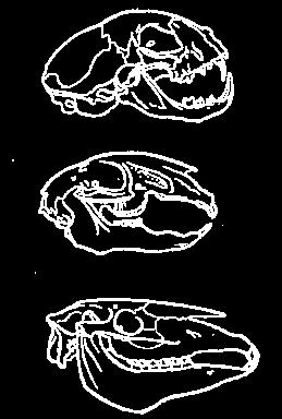 agykoponya (neurocranium)
