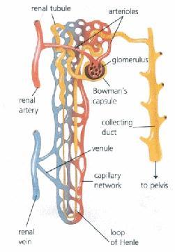 vese Egysége a nephron Glomerulus» Filtrátum képződése