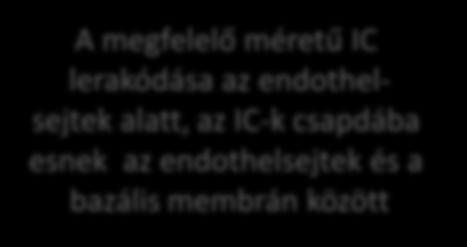 aggregáció, endothelsejtekhez való kötődés