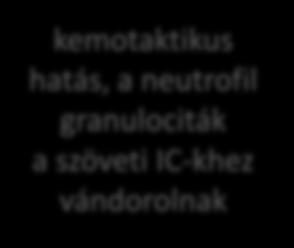 endothelsejtekhez, az endothelsejt aktiválódása,
