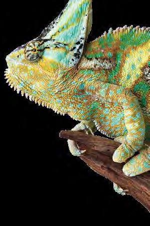 880,- 4ml chameleon thermo színek 906 Csillámos alkonyatlila