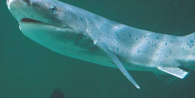 prehistoric sharks and, therefore, are