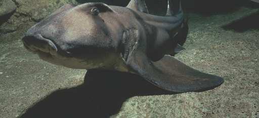 shark (