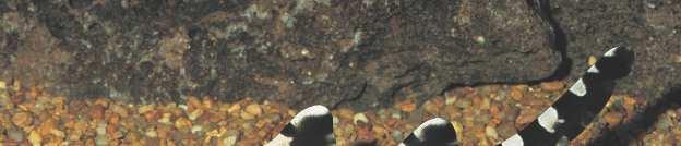 Banded cat sharks (