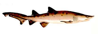 Squaliformes Odontaspididae - homoki tigriscápafélék (sand sh.