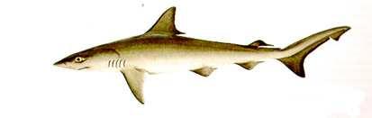 Atl., folyókba is felúszik Rhizoprionodon terraenovae 61-75 cm 150 cm Mustelus canis nyestcápa v.