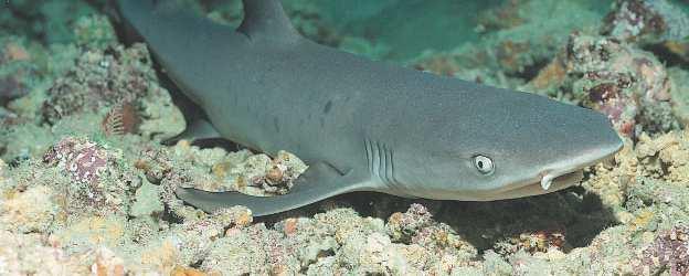 A whitetip reef shark ( Triaenodon