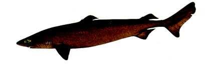 Centroscymnus coelolepis - portugál cápa csokoládébarna szín, parti vizek 3000 m
