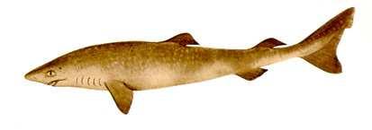 alvócápák oldaluk világíthat 300 cm Somniosus microcephalus - grönlandi cápa