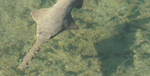 pectinata) swims