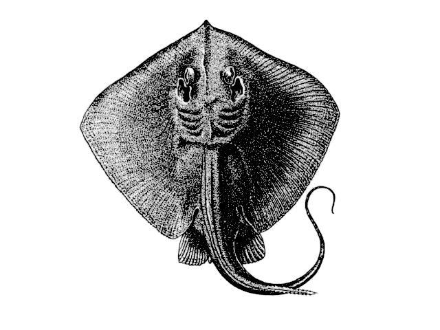 Dasyatis