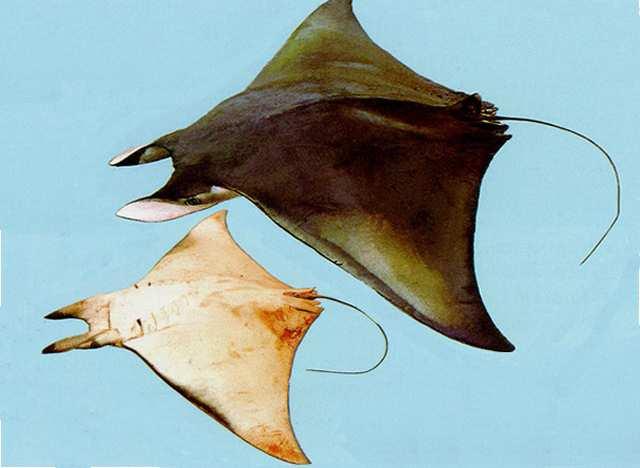 Mobula