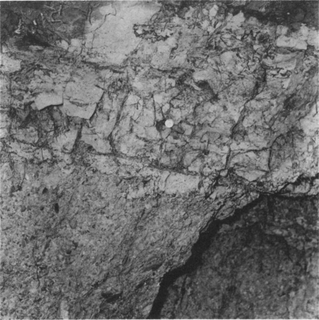 (mélyre-ásó) maradványai észlelhetők. Ugyanebben a rétegben még sok a Cadulus gracilina [Scaphopoda], és előfordult még Propeamussium bronni, Tunis sp. Meglepően sok a levéllenyomat.