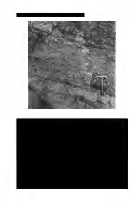 462 Földtani Közlöny 130/3 2. fénykép. Mélytengeri pélitre (Kiscelli Agyag) éles határral települ a turbidites kavics.