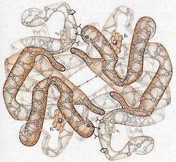 1.1 emoglobin (1862,