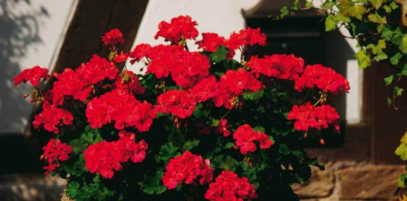 Pelargonium Pelargonium zonale