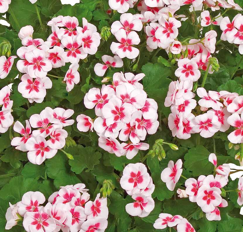 Pelargonium Pelargonium zonale Americana