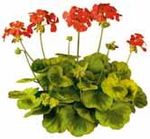 Pelargonium