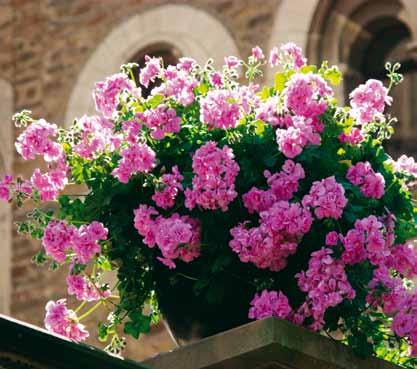 Pelargonium Pelargonium peltatum